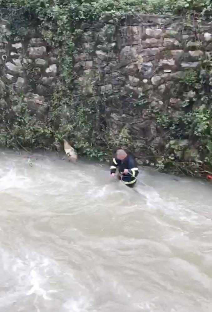 Kastamonu Cide Köpek Kurtarma (2)