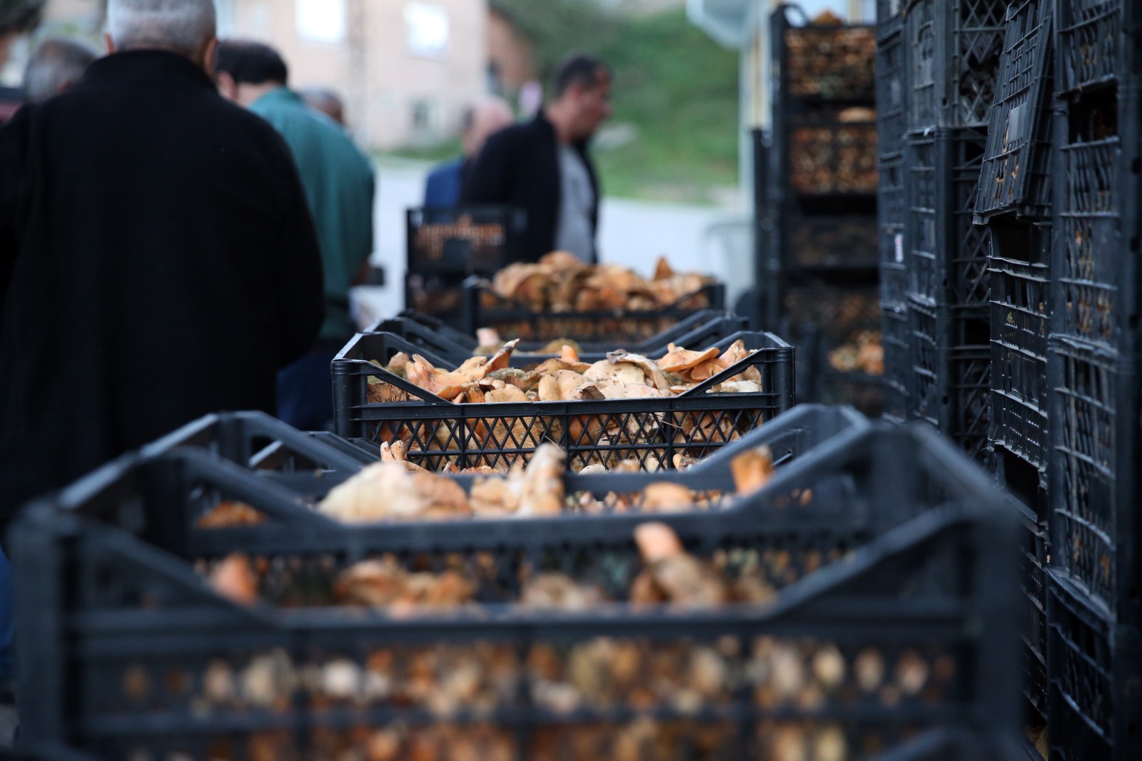 Kastamonu Mantarlı Ekmek Agli (10)