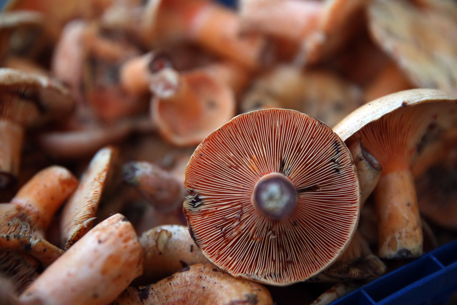 Kastamonu Mantarlı Ekmek Agli (11)