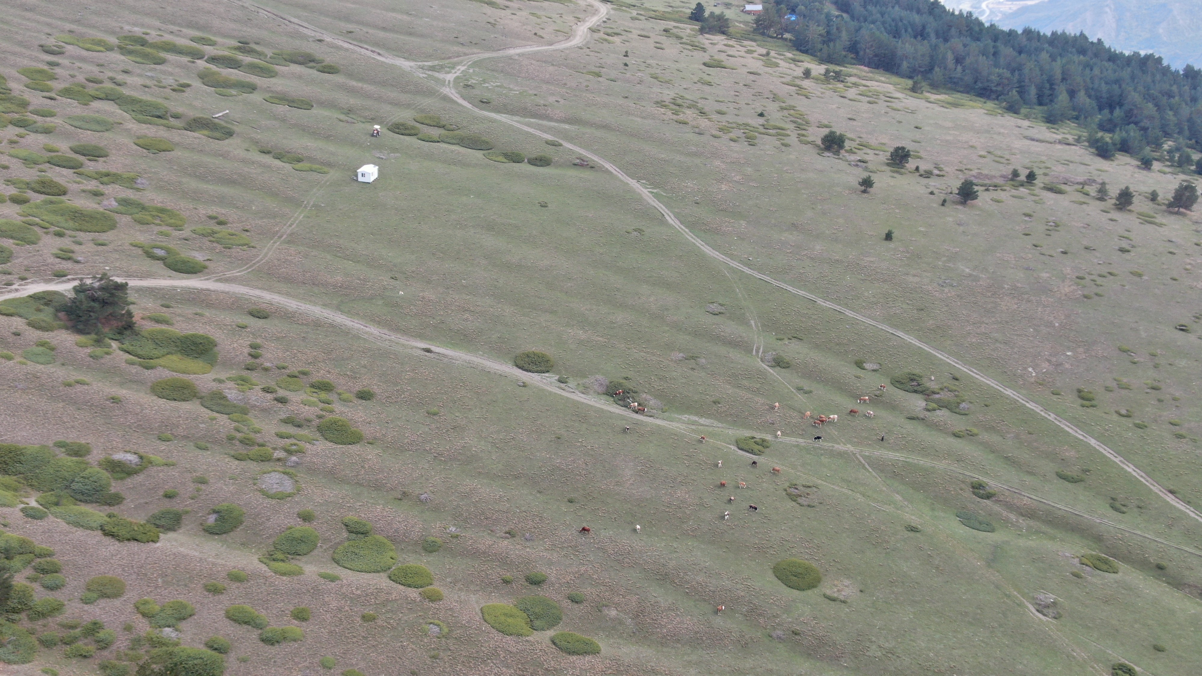 Kastamonu Yayla Turizmi Cobanlar (3)