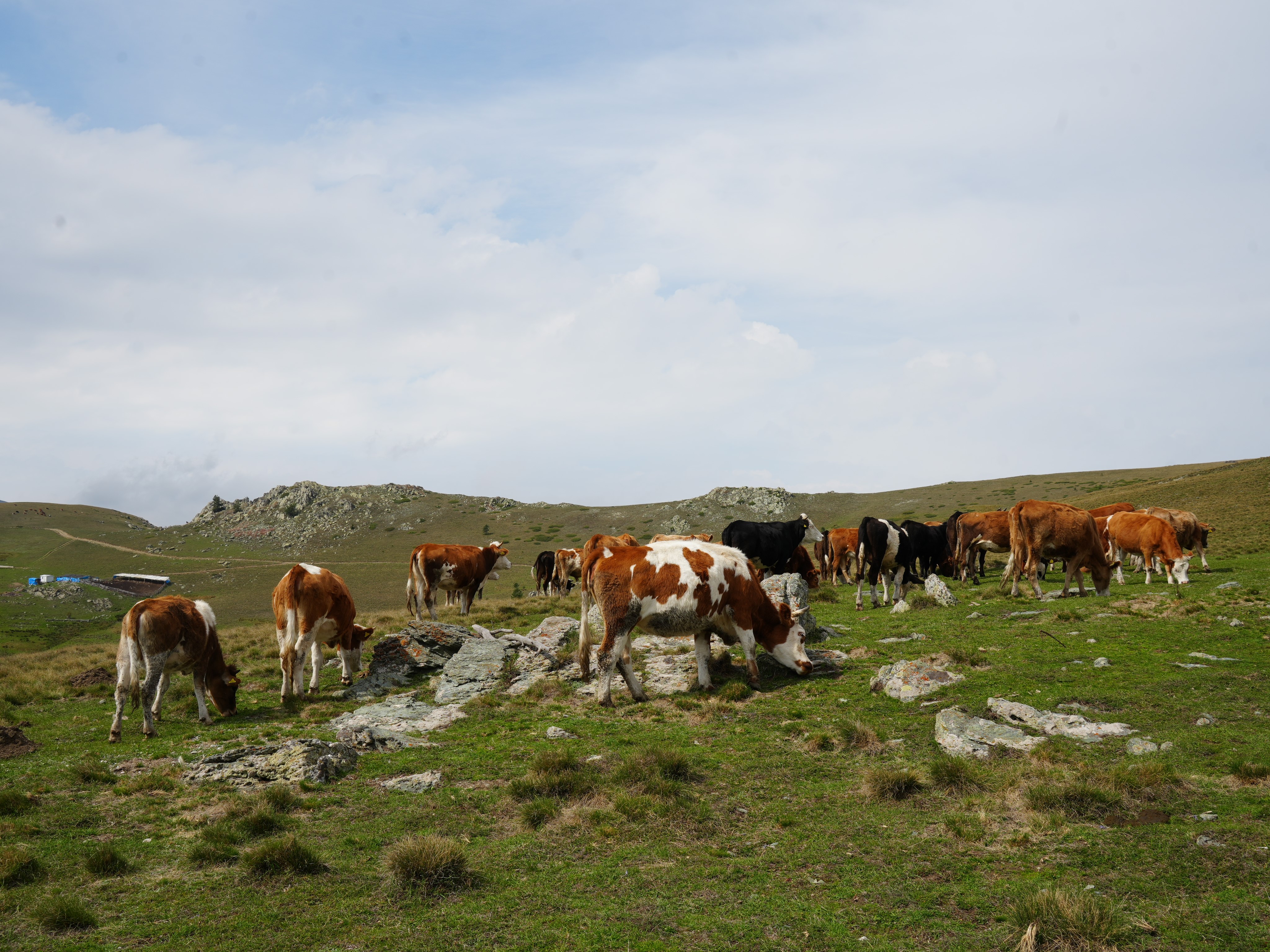 Kastamonu Yayla Turizmi Cobanlar (5)