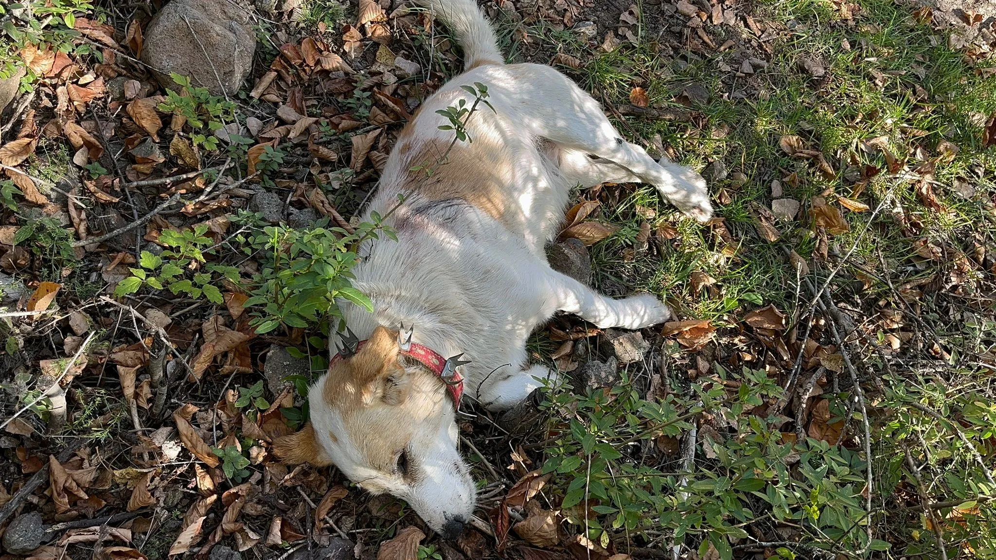 Kastamonu'da Komşu Kavgası 3 Köpeğini Bıçakladı! 2