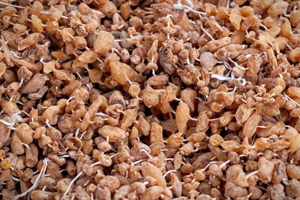 Kastamonu Çankırı Ilgaz Salep Üretemi (3)