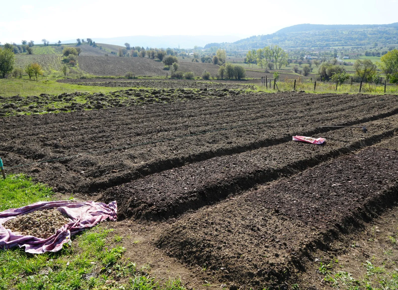 Kastamonu'da 1 Dönüme 200 Kilogram Ekti' 800 Bin Lira Kazanç Elde Ediyor! 2