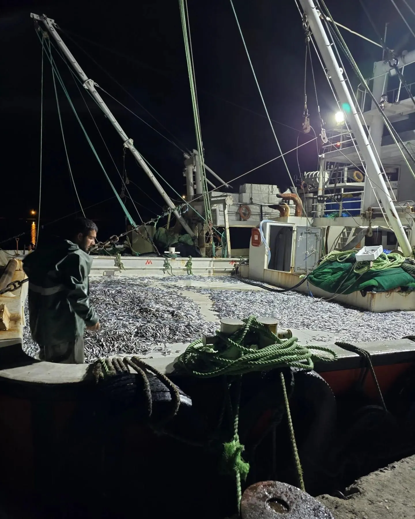 Kastamonu’da Hamsi Bereketi 14 Günde 19 Ton Hamsi Avlandı! 1