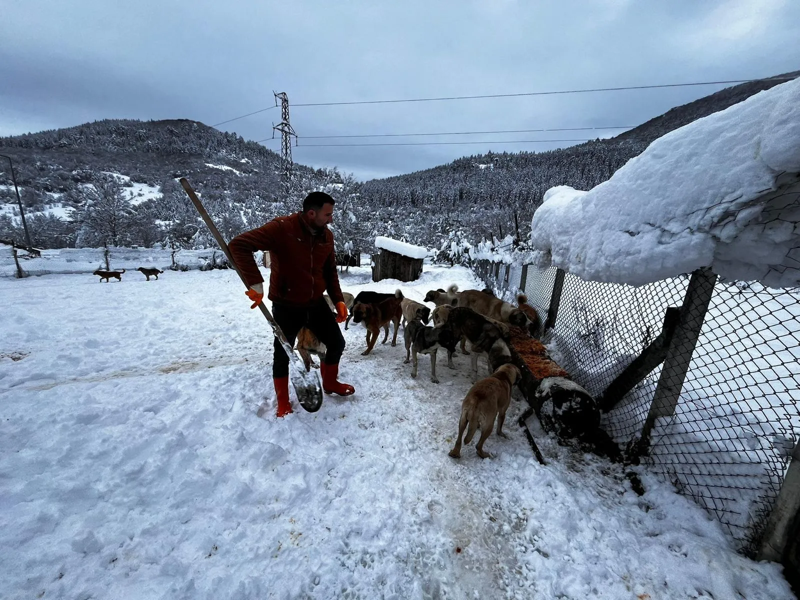 Kastamonu’da Kar Yağışında Sokak Hayvanları Yalnız Bırakılmadı (2)