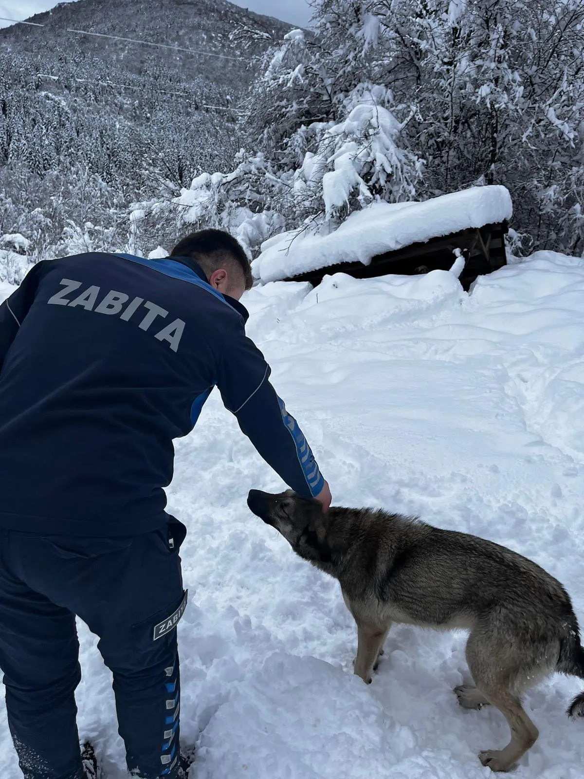 Kastamonu’da Kar Yağışında Sokak Hayvanları Yalnız Bırakılmadı (5)