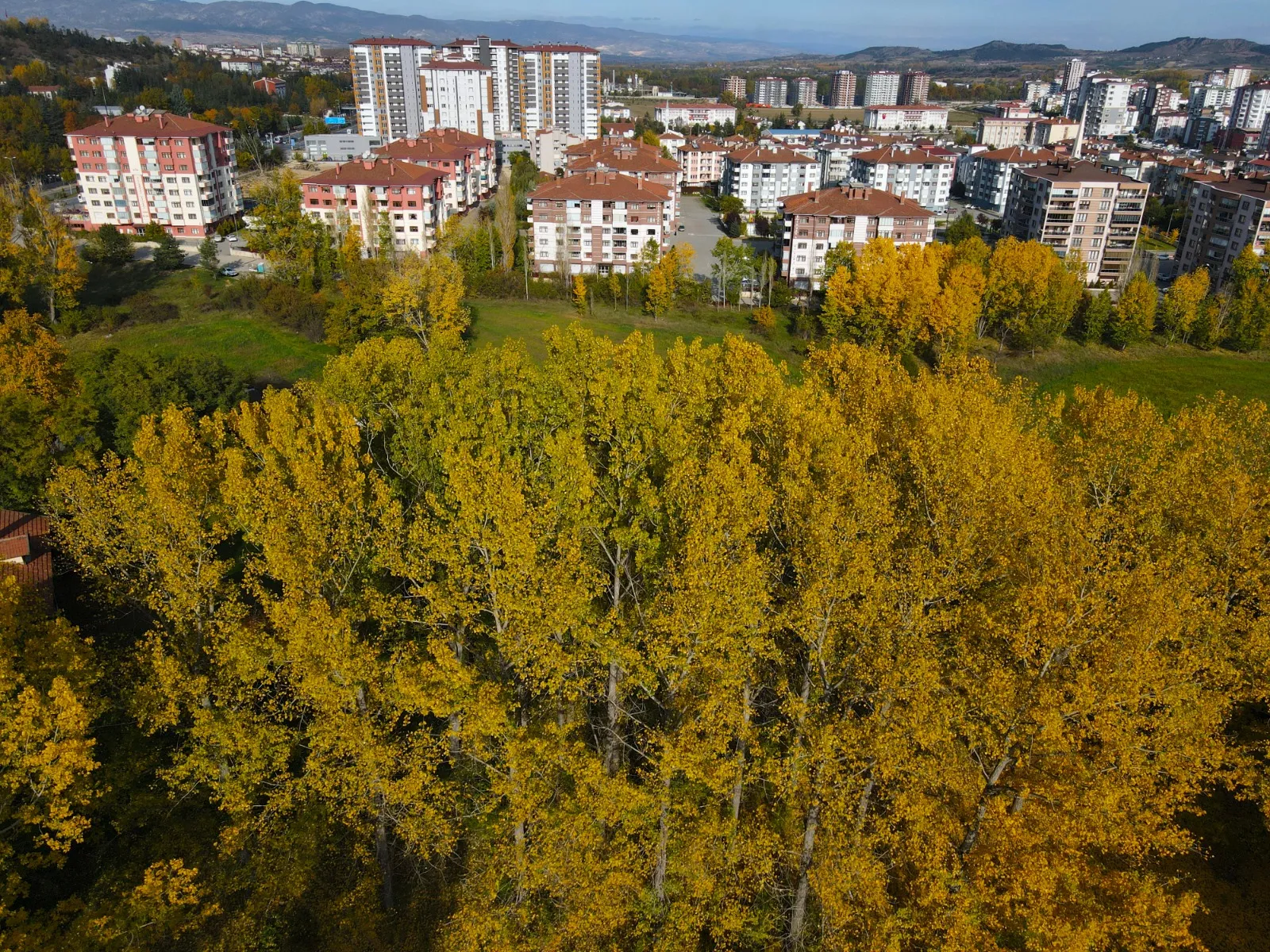 Kastamonu'daki Ağaçlık Alan, Sonbaharın Renkleriyle Büyülüyor! 5