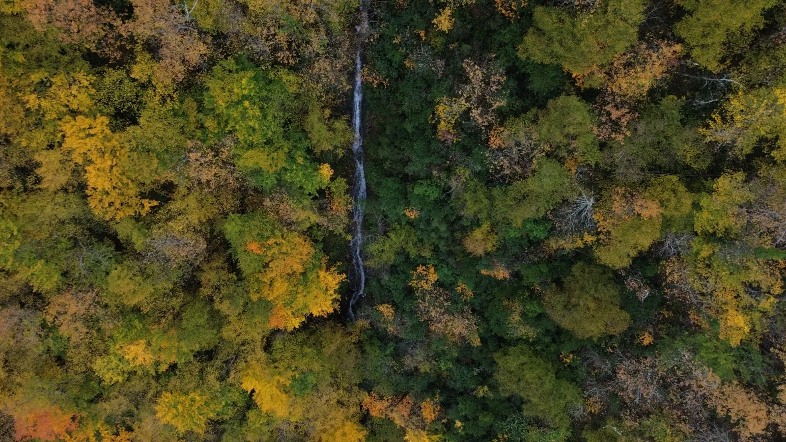 Sonbaharın Renk Cümbüşü Kastamonu Ormanları Göz Kamaştırıyor!