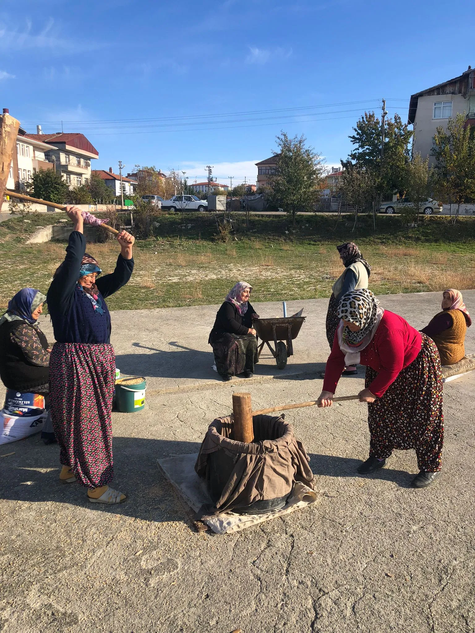 Taşköprü ‘De Keşkeklik Buğdaylar Kışa Hazırlandı (3)