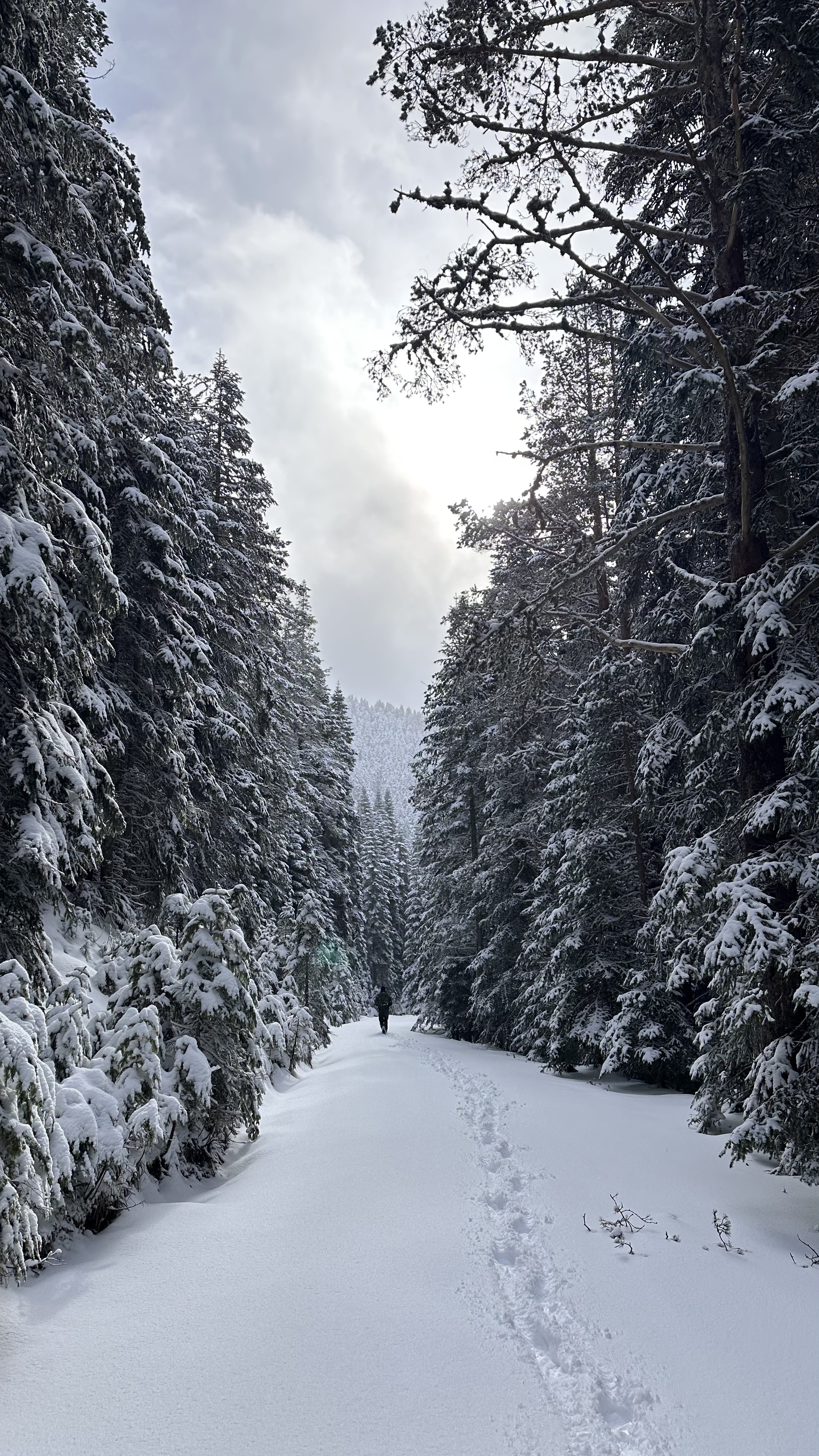 Ilgaz Dağı Kayak Merkezi (2)-1