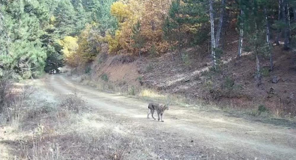 Ilgaz Dağı Vaşak (5)