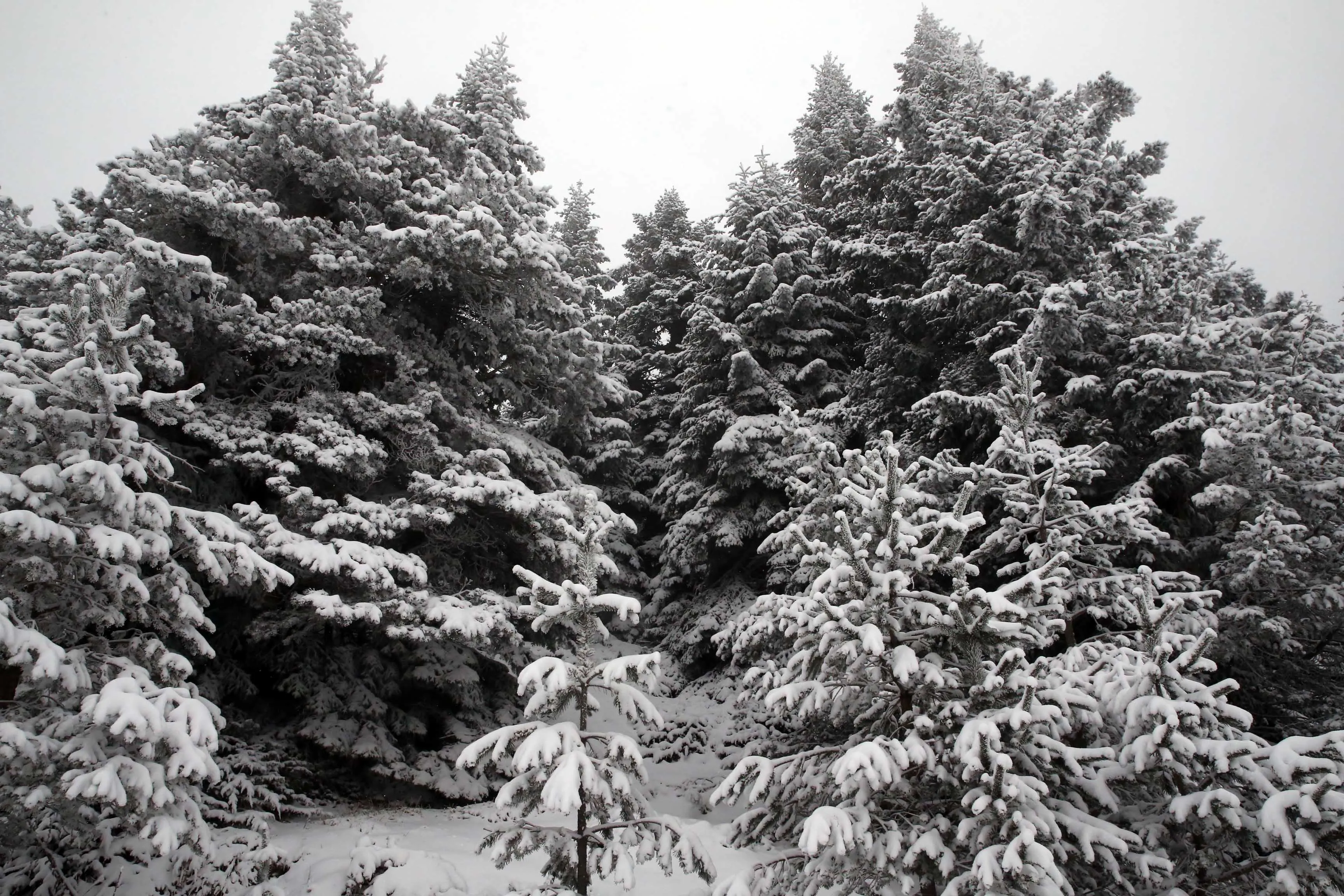 Ilgaz Dağı'nda Sis Ve Kar Etkili Oldu 5