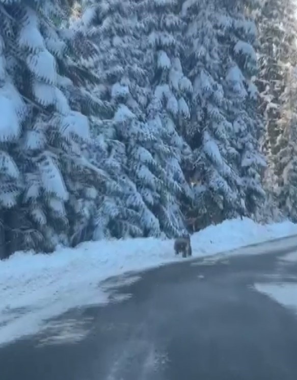 Kastamonu Ballıdağ Ayı (1)