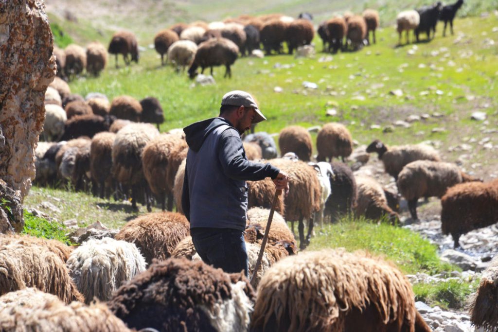 Kastamonu Çoban Desteği 1