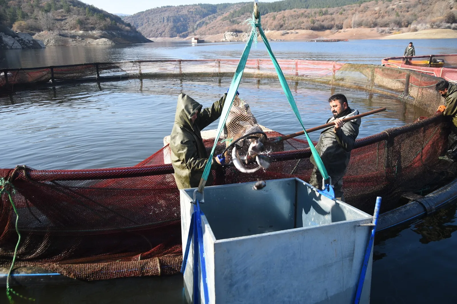 Kastamonu'da 14 Işletmede Başlandı 420 Ton Hasat Edilecek! 11