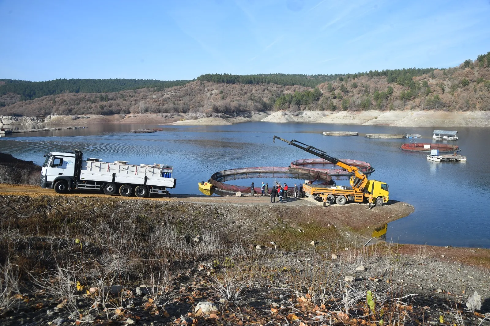 Kastamonu'da 14 Işletmede Başlandı 420 Ton Hasat Edilecek! 3