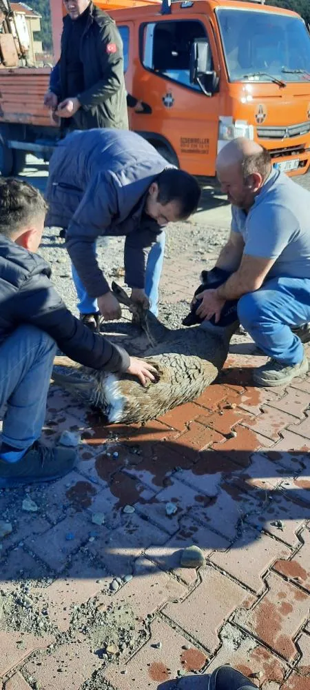 Kastamonu’da Denize Düşen Karaca Güçlükle Kurtarıldı (2)