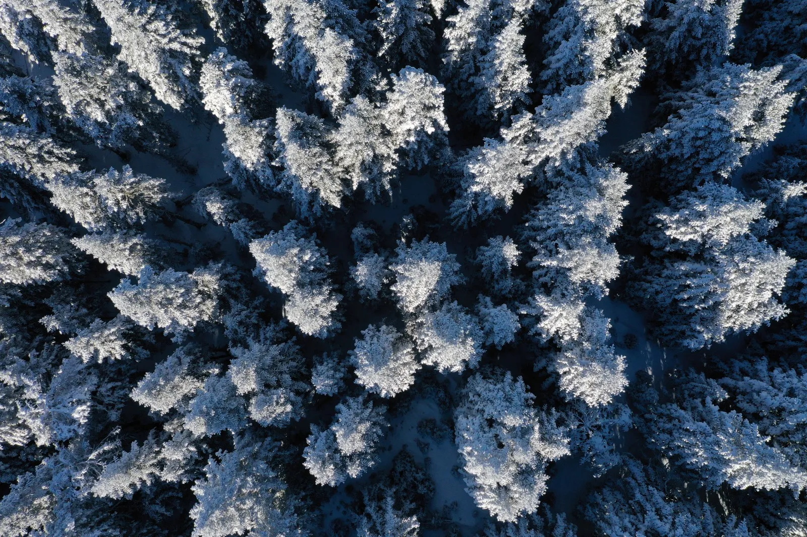 Kastamonu'da Ilgaz Dağı Beyaza Büründü Efsanevi Kış Manzarası! 4