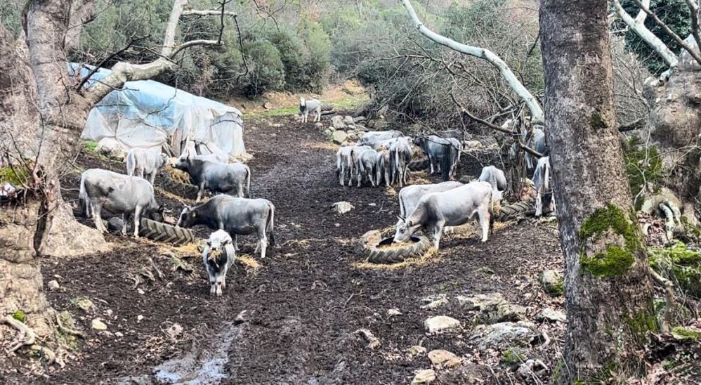 Bursa Safkan Danalar Vuruldu (3)