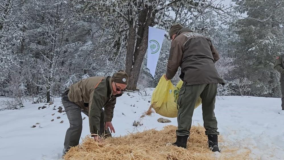 Doğa Koruma Kastamonu Yemleme (4)