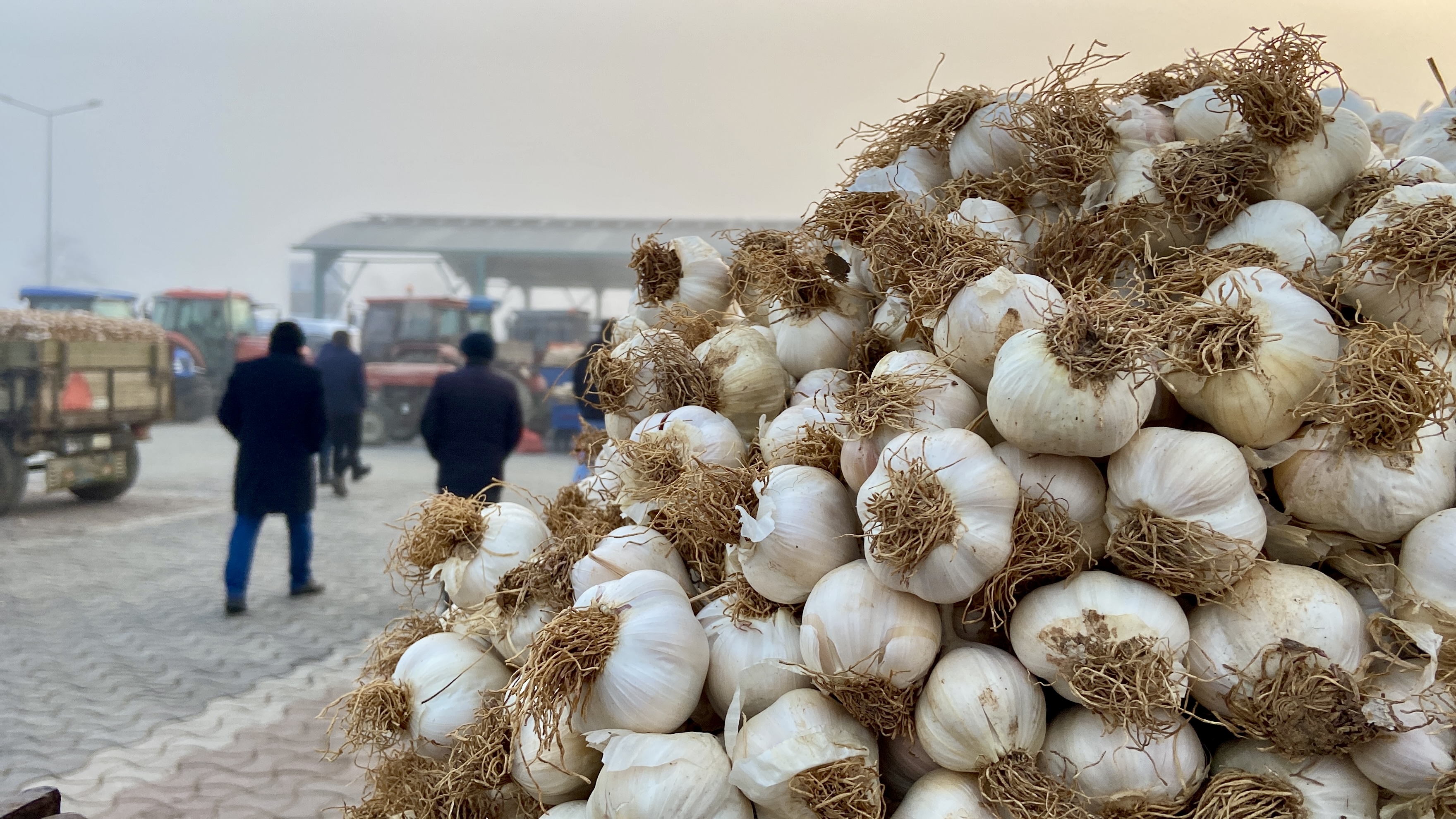 Kastamonu Taşköprü Sarımsak (1)