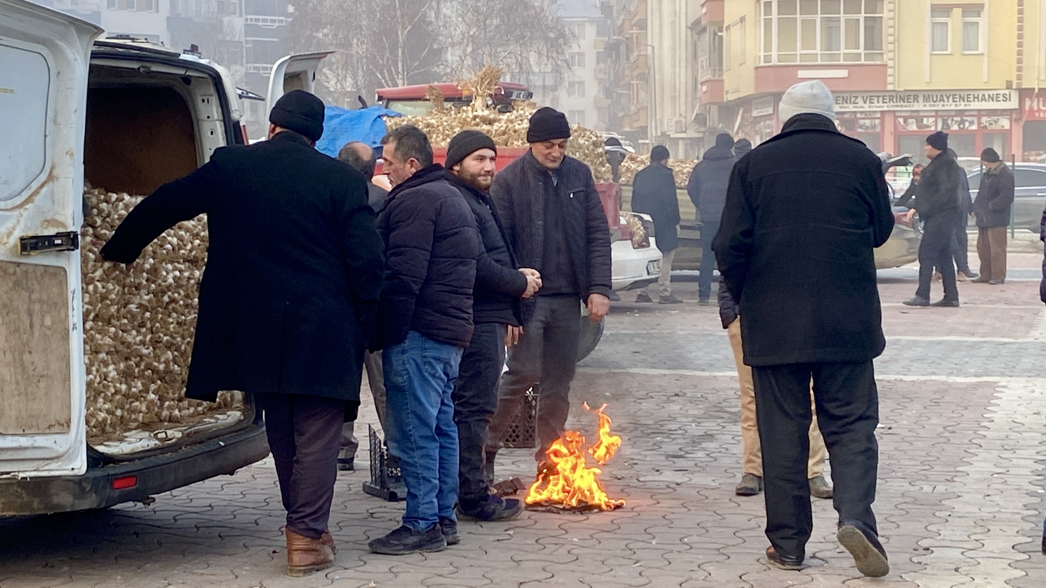 Kastamonu Taşköprü Sarımsak (2)