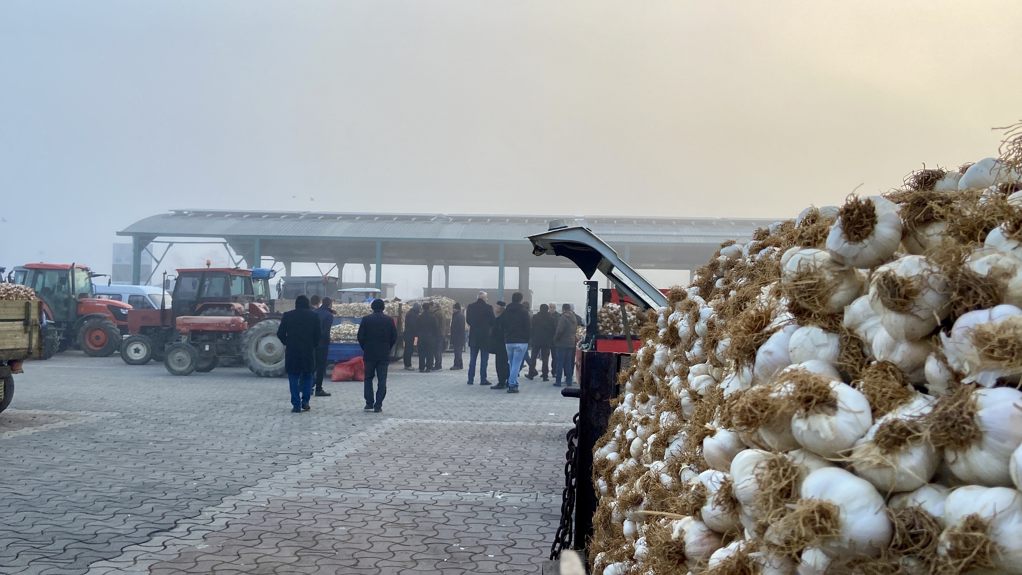 Kastamonu Taşköprü Sarımsak (6)