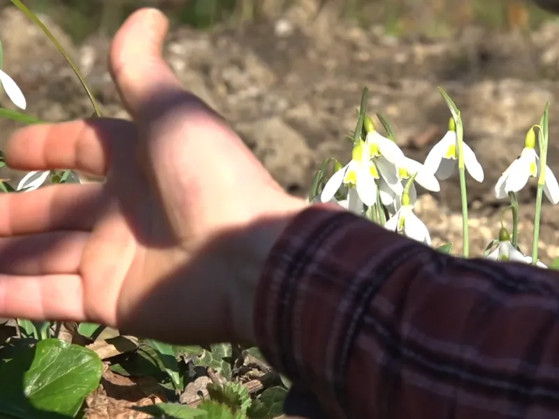 Kastamonu'da Baharın Habercisi Çiçek Açtı 12