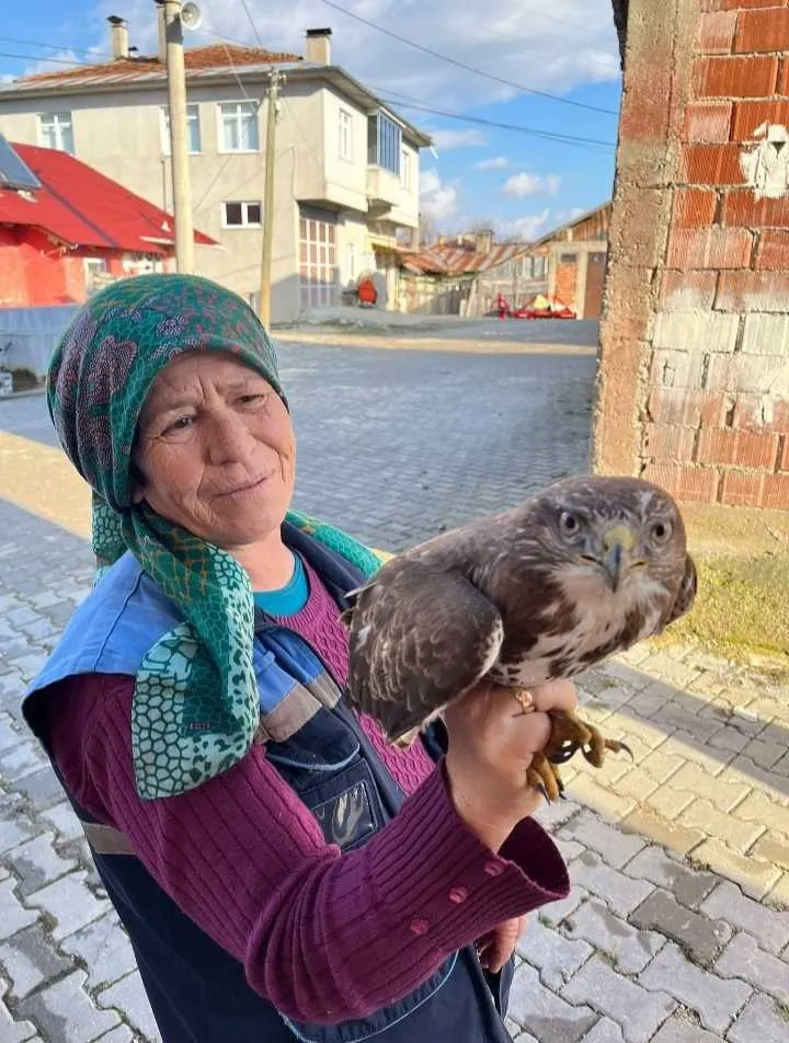 Kastamonu'da Köylüler Uçamayan Şahin'e Sahip Çıktı