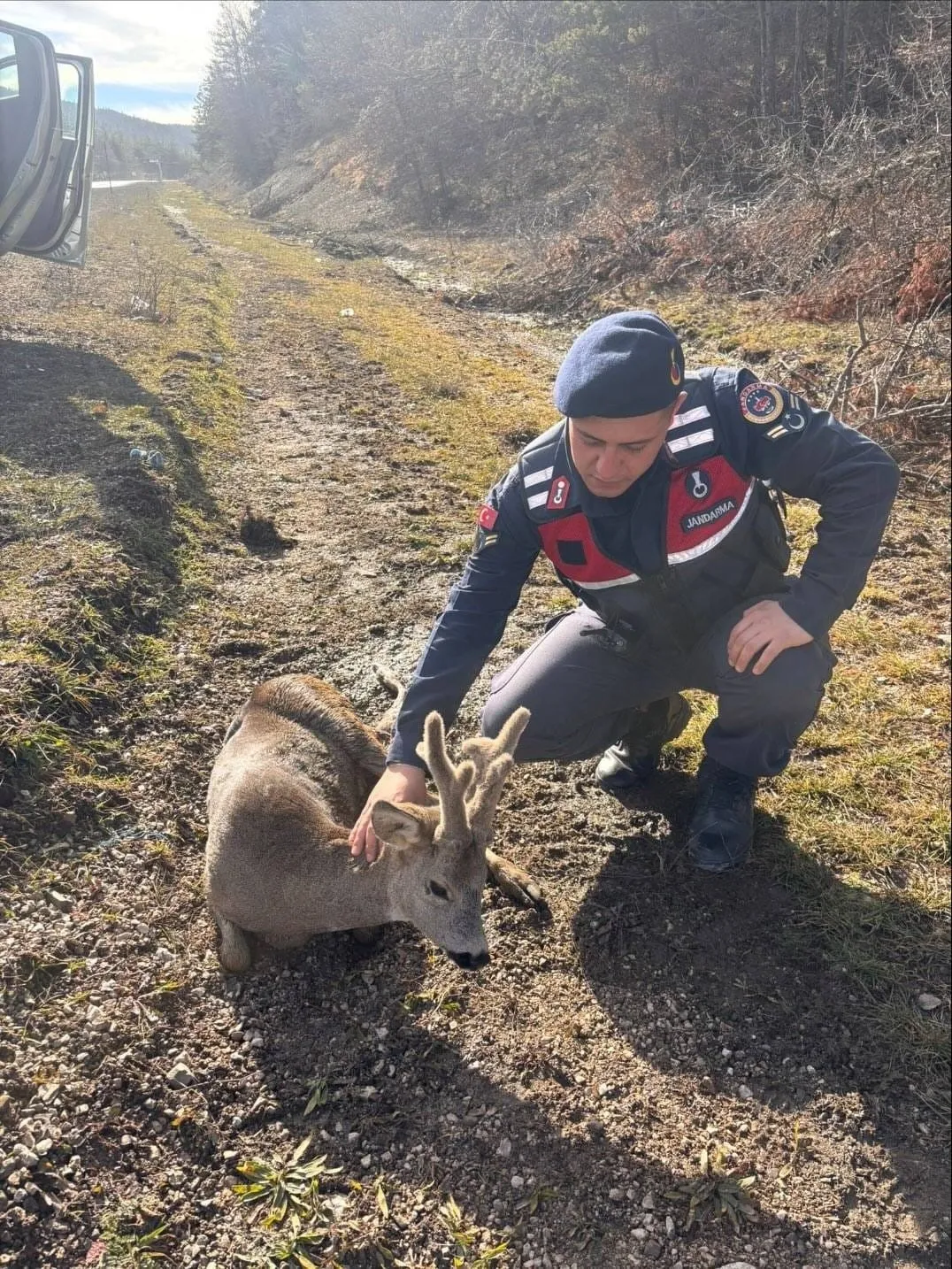 Kastamonu'da Yaralı Karacaya Yardım Eli!