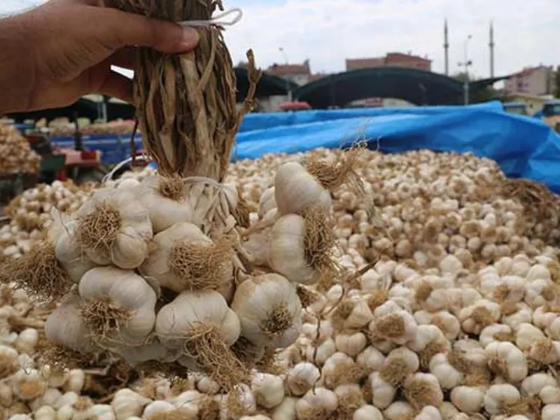 Taşköprü Sarımsağı Fırında Pişirildiğinde Mucizeler Yaratıyor! 24