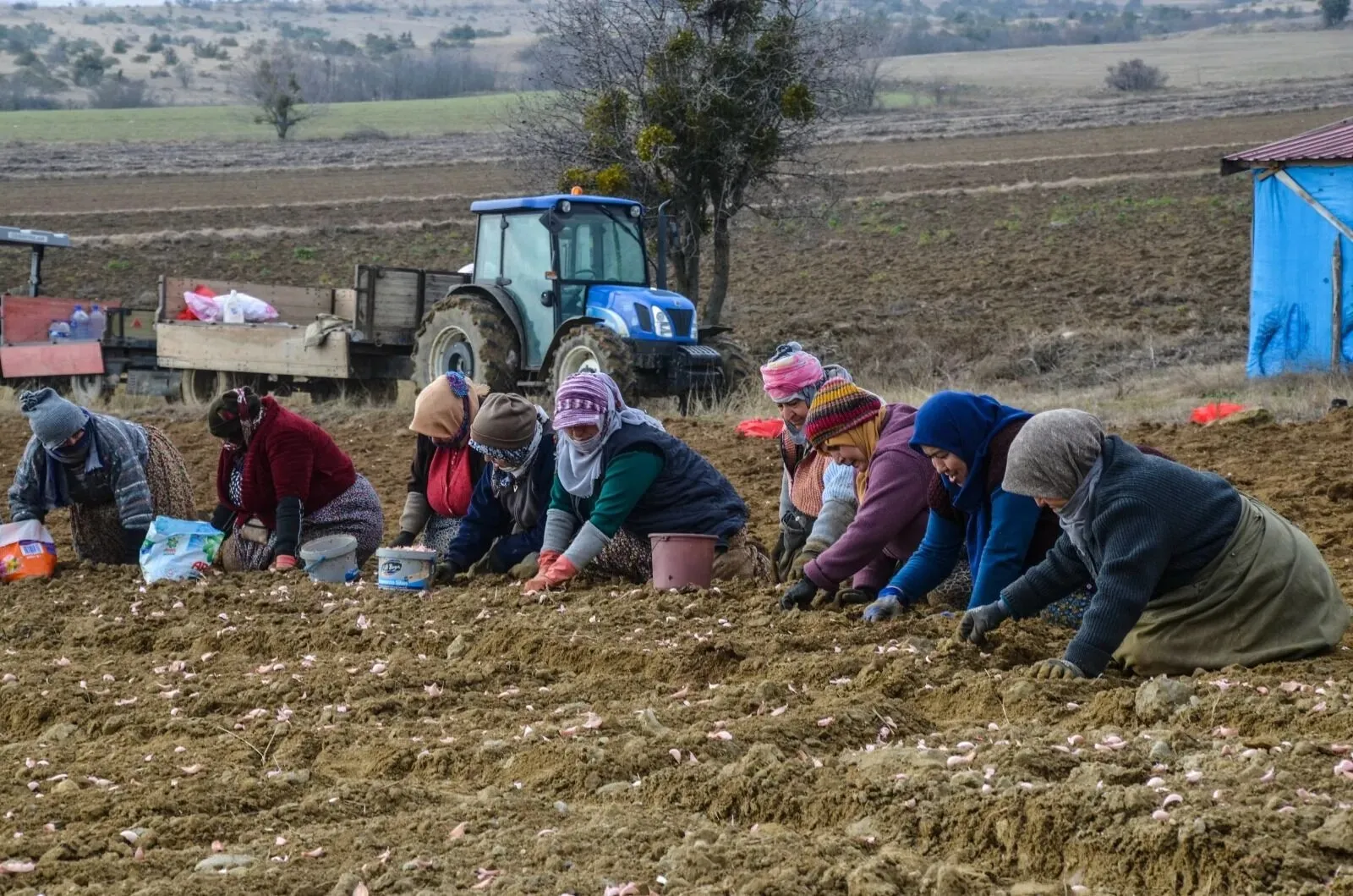 Taşköprü Sarımsağı Işçilerinin Ücret Ve Çalışma Şartları Belli Oldu İşte Alınan Kararlar! 1