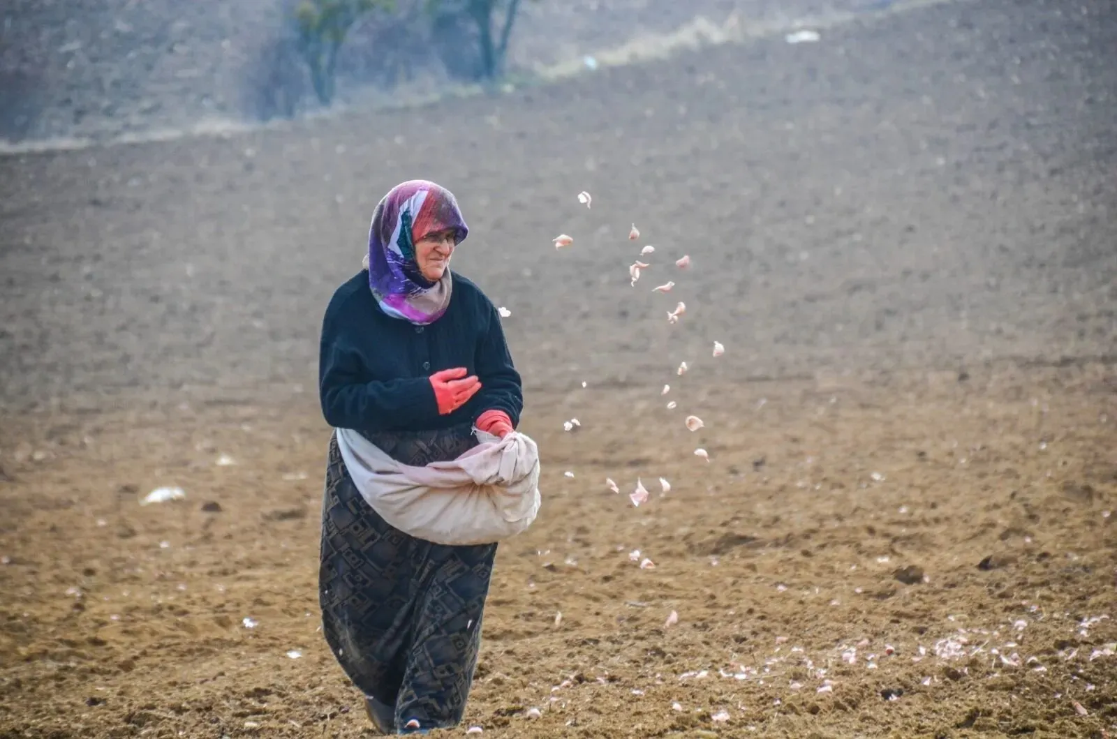 Taşköprü Sarımsağı Işçilerinin Ücret Ve Çalışma Şartları Belli Oldu İşte Alınan Kararlar! 2