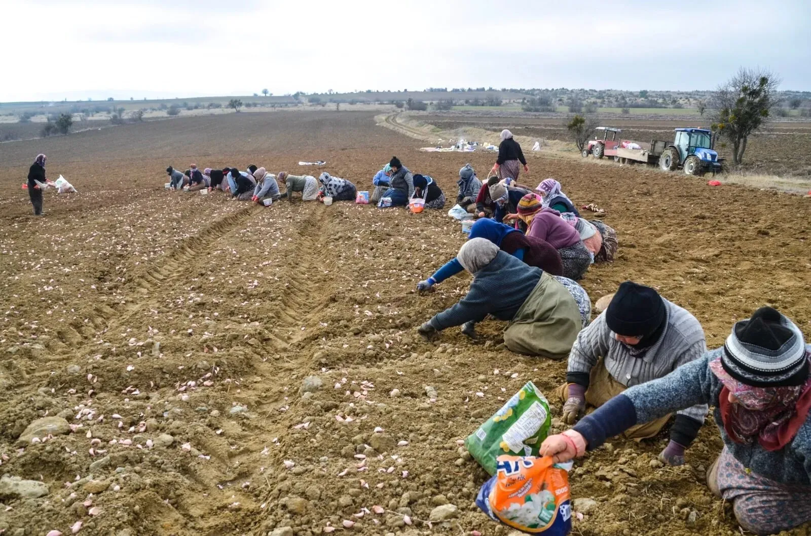 Taşköprü Sarımsağı Işçilerinin Ücret Ve Çalışma Şartları Belli Oldu İşte Alınan Kararlar!