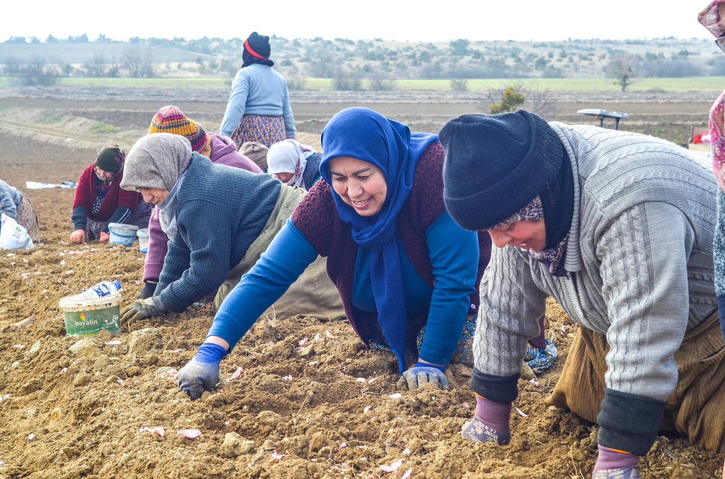 Taşköprü Sarımsak Dikimi Sezonu Başladı (1)