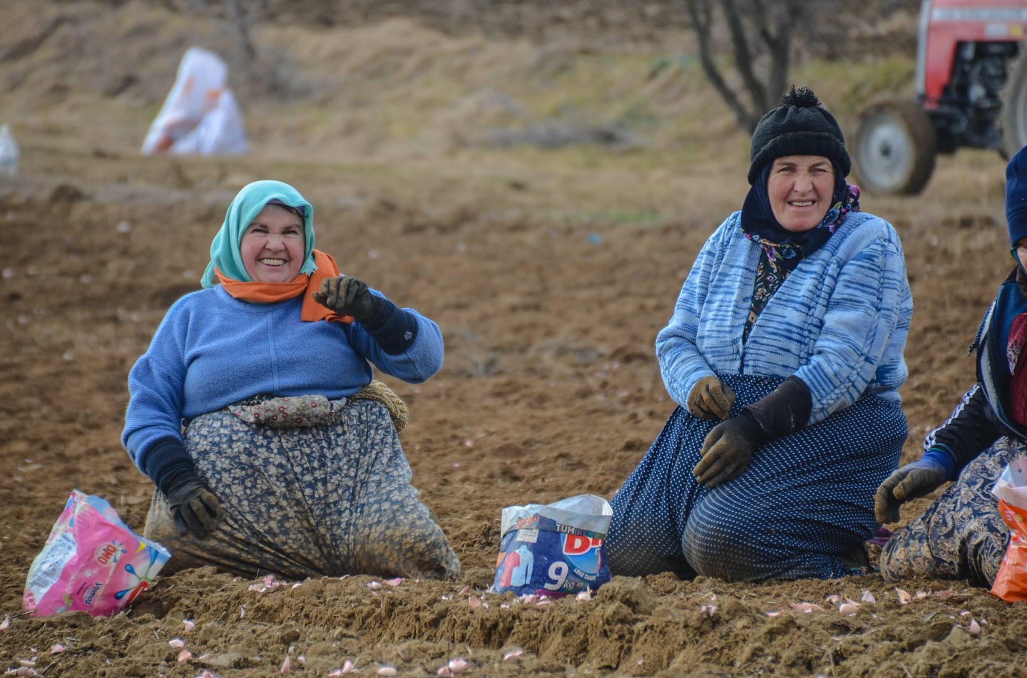 Taşköprü Sarımsak Dikimi Sezonu Başladı (2)