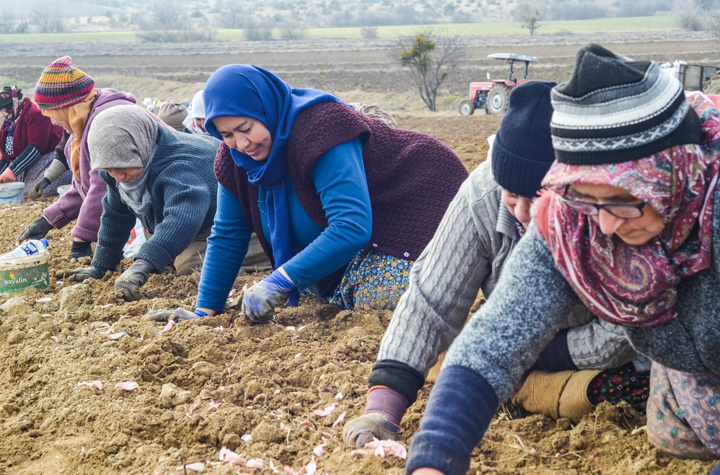 Taşköprü Sarımsak Dikimi Sezonu Başladı (5)