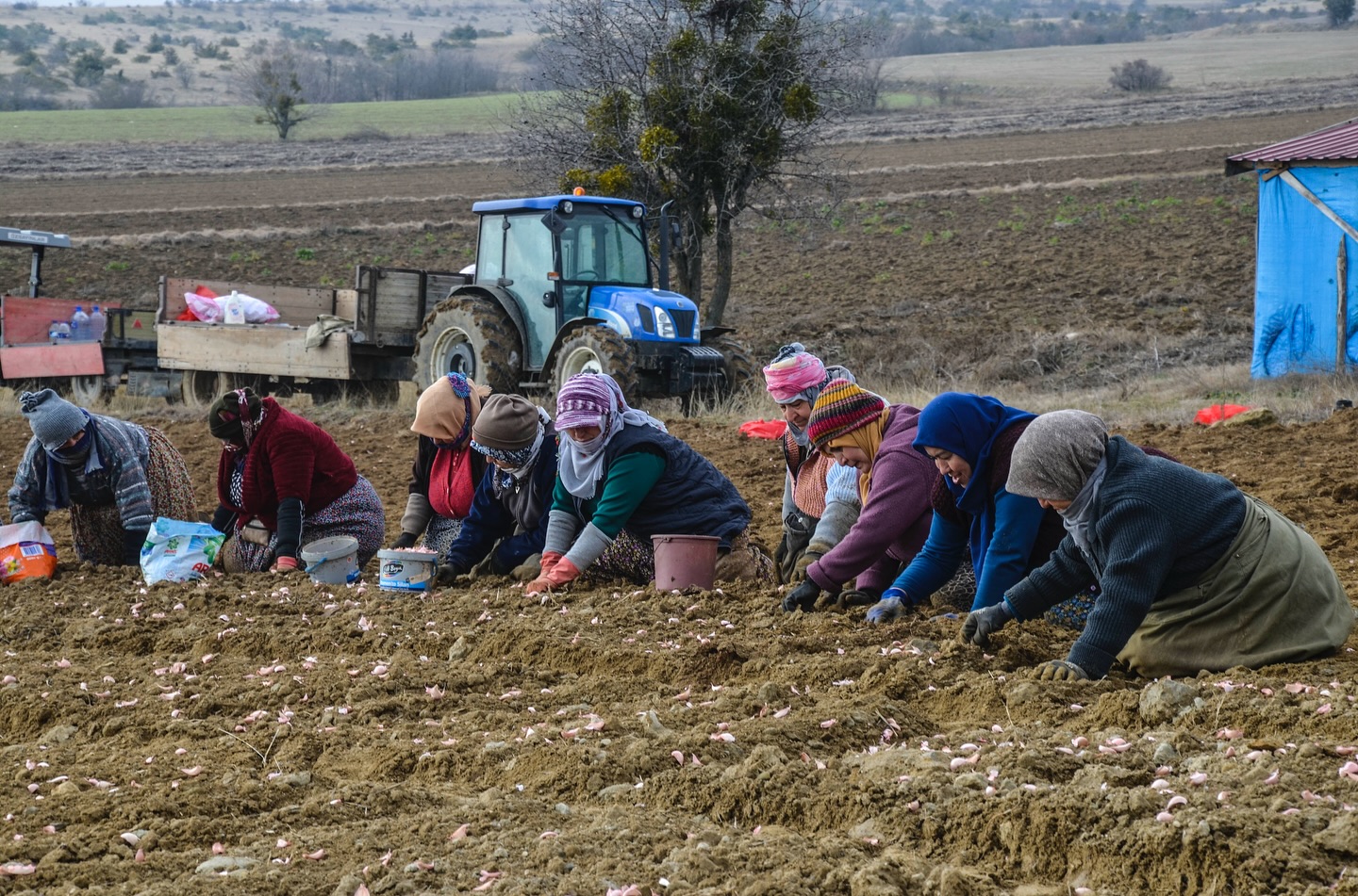 Taşköprü Sarımsak Dikimi Sezonu Başladı (7)