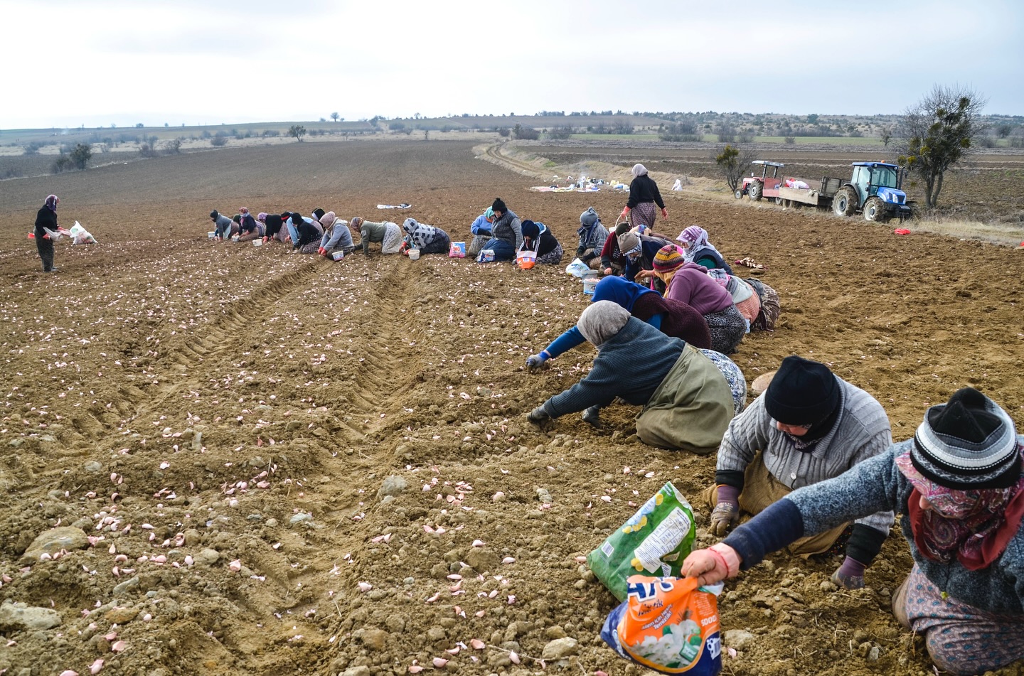 Taşköprü Sarımsak Dikimi Sezonu Başladı (8)