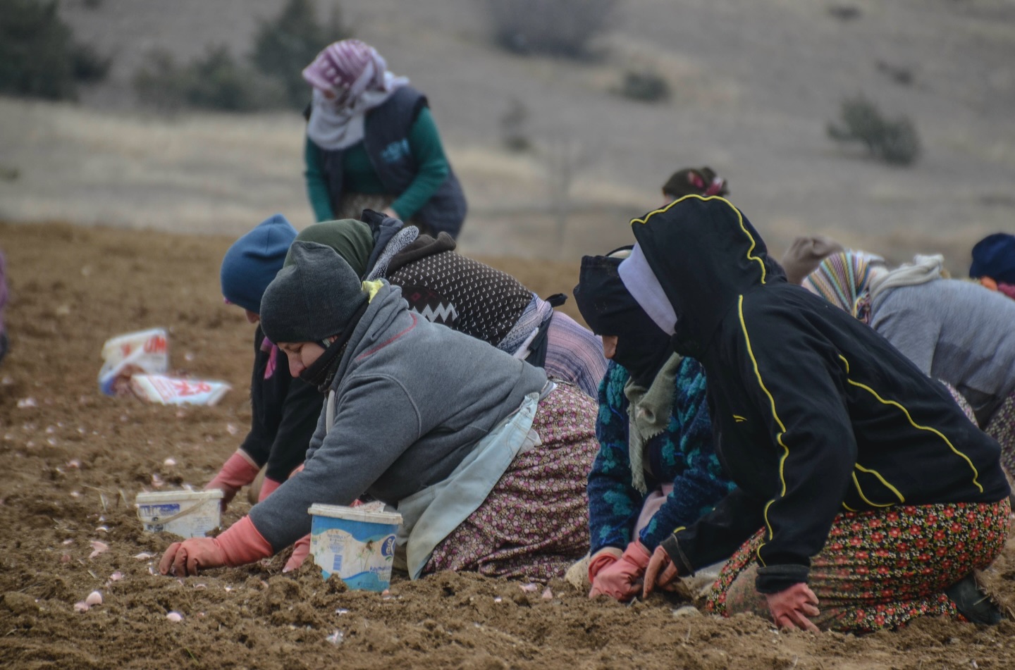 Taşköprü Sarımsak Dikimi Sezonu Başladı (9)