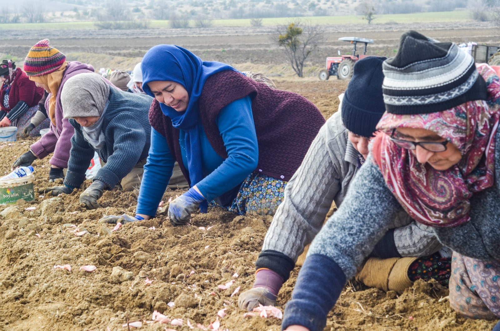 Taşköprü'de Beyaz Altın Toprakla Buluştu! 10