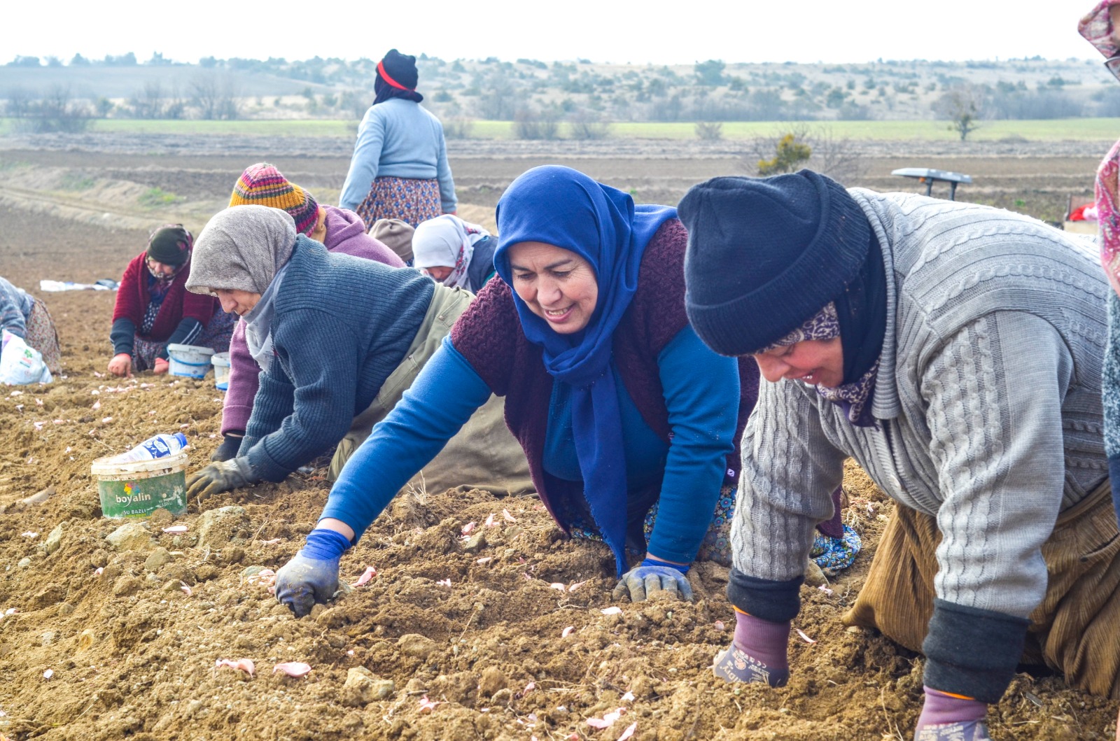 Taşköprü'de Beyaz Altın Toprakla Buluştu! 9