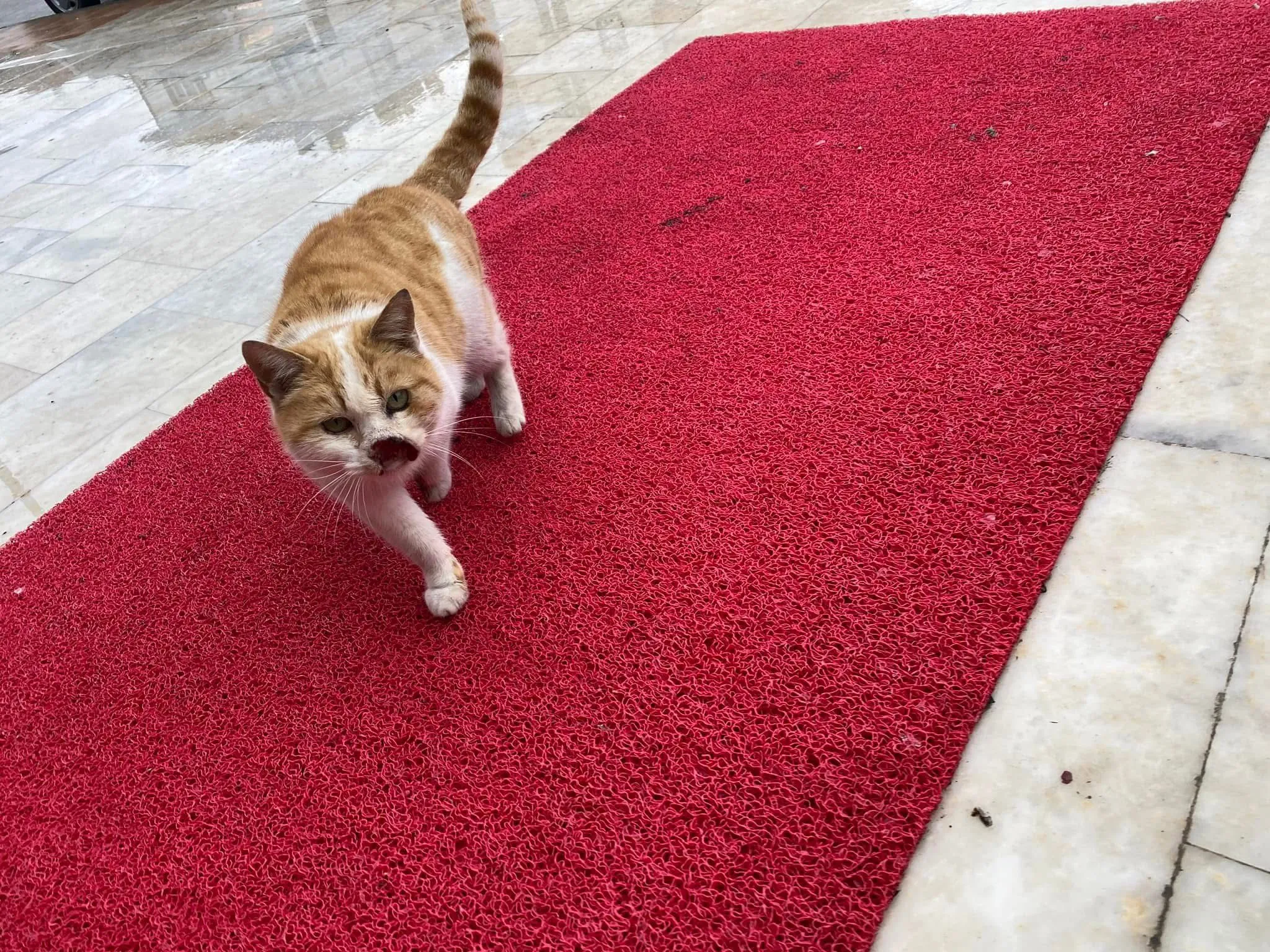 Taşköprü'de Korkunç Olay Hayvanın Canına Kastettiler!