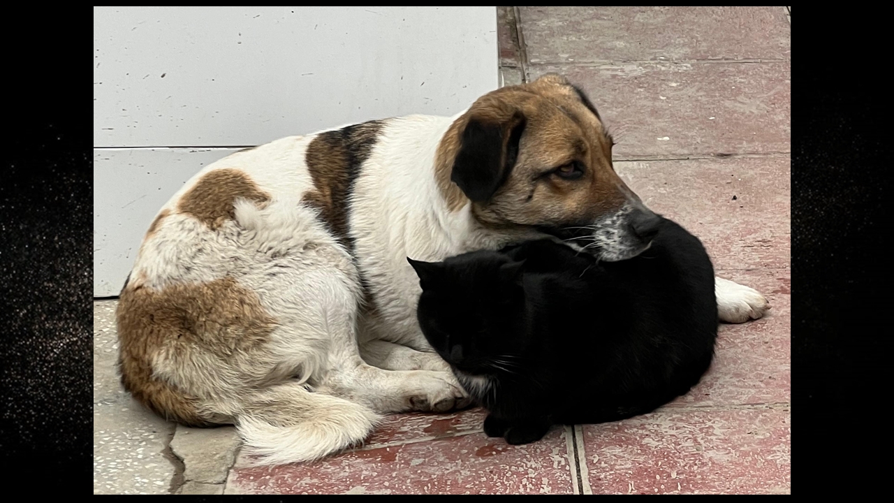 Kastamonu Taşköprü Kedi Köpek 1