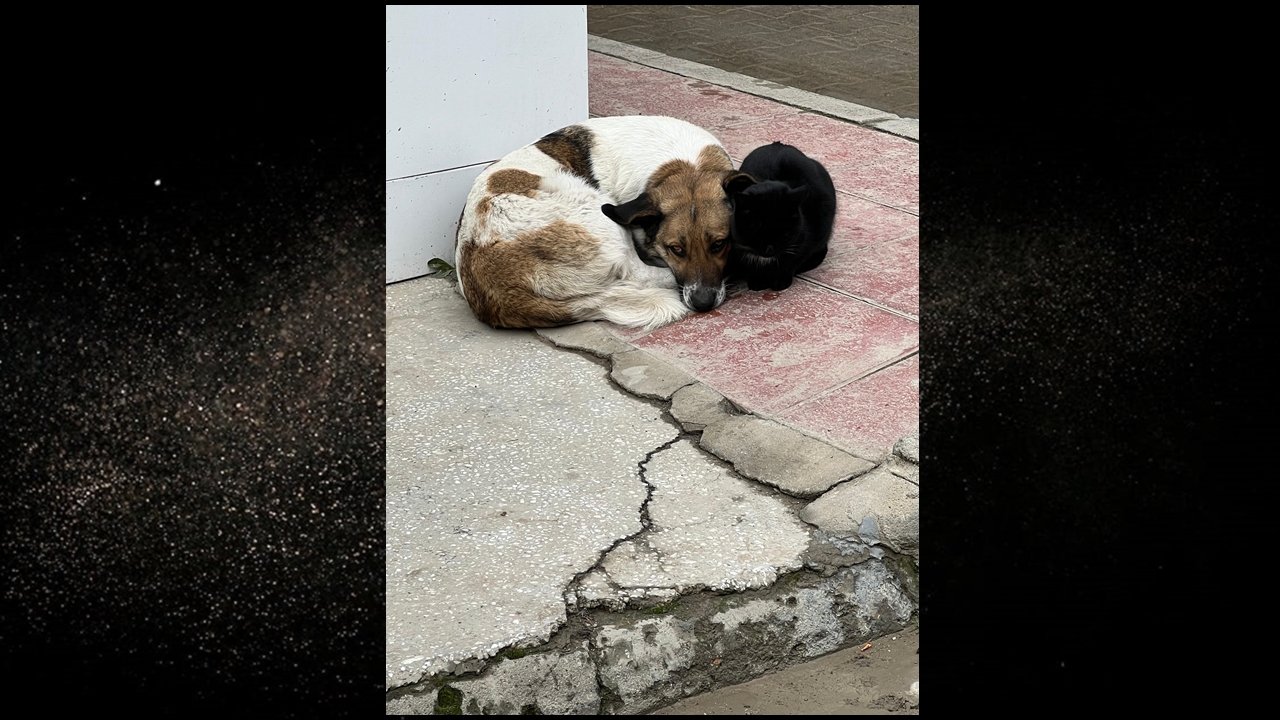 Kastamonu Taşköprü Kedi Köpek 2