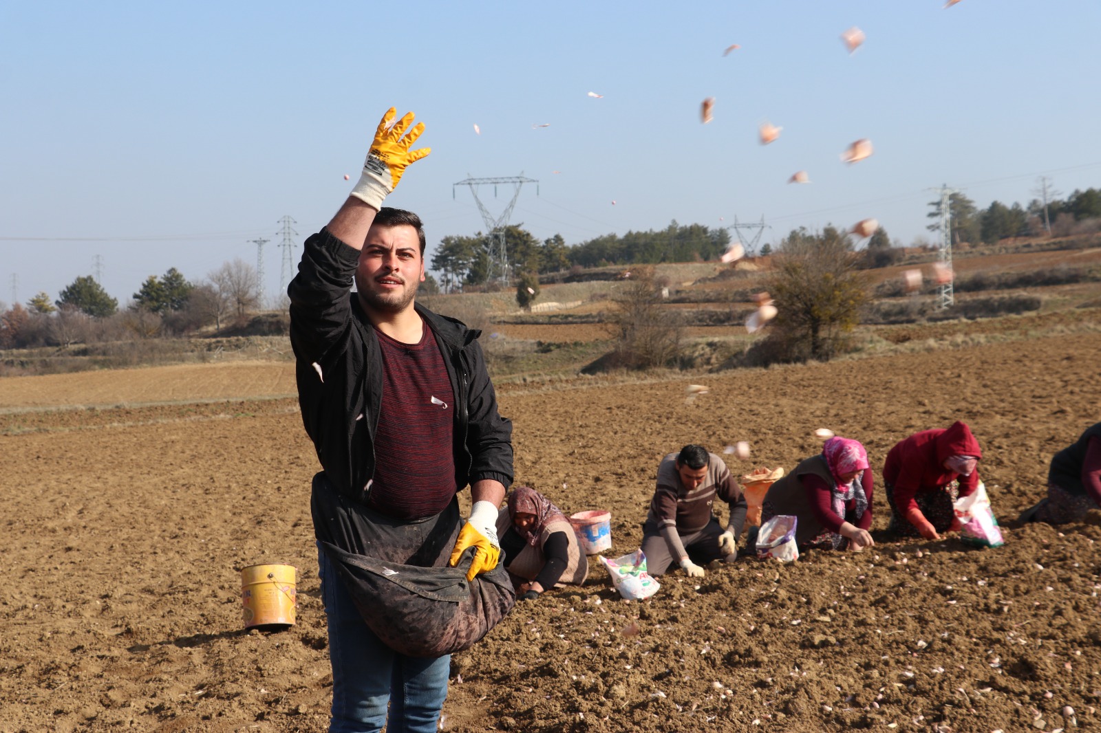 Taşköprü Sarımsak Dikim Sezonu Başladı (3)