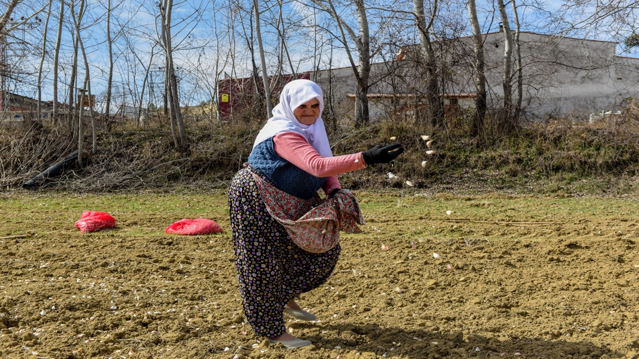 A Haber Taşköprü Sarımsak Dikimi (5)