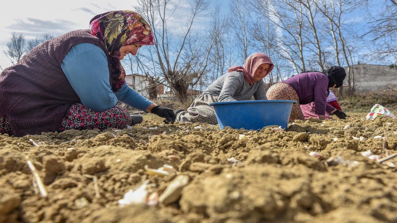 A Haber Taşköprü Sarımsak Dikimi (6)