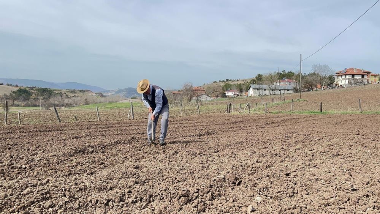 Kastamonu Çiftçi Taşköprü Sarımsağı (5)